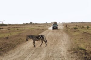 amboseli safaris