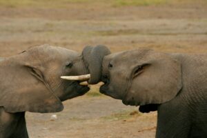 elephant safari amboseli