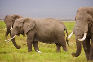 mammals of amboseli
