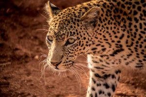 safaris to amboseli